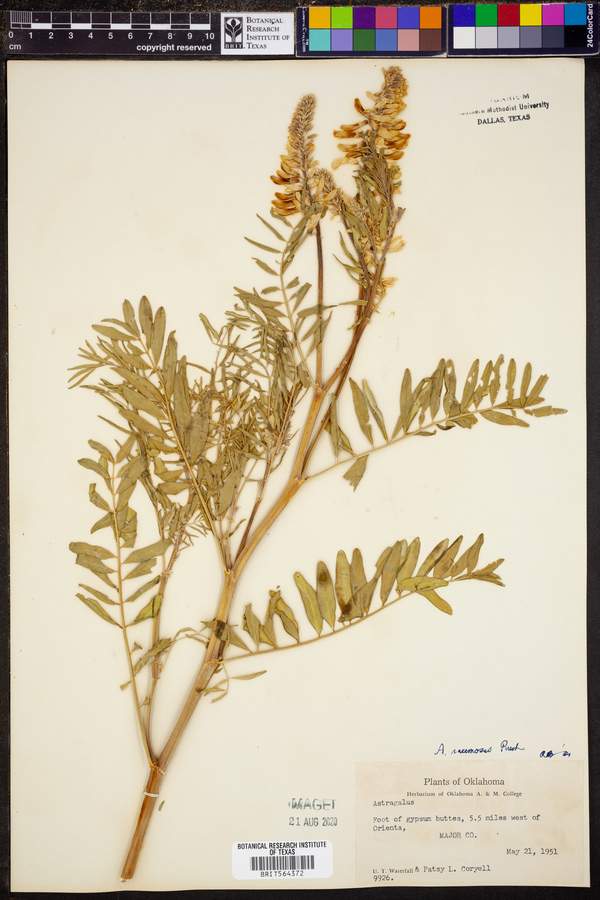 Astragalus racemosus image