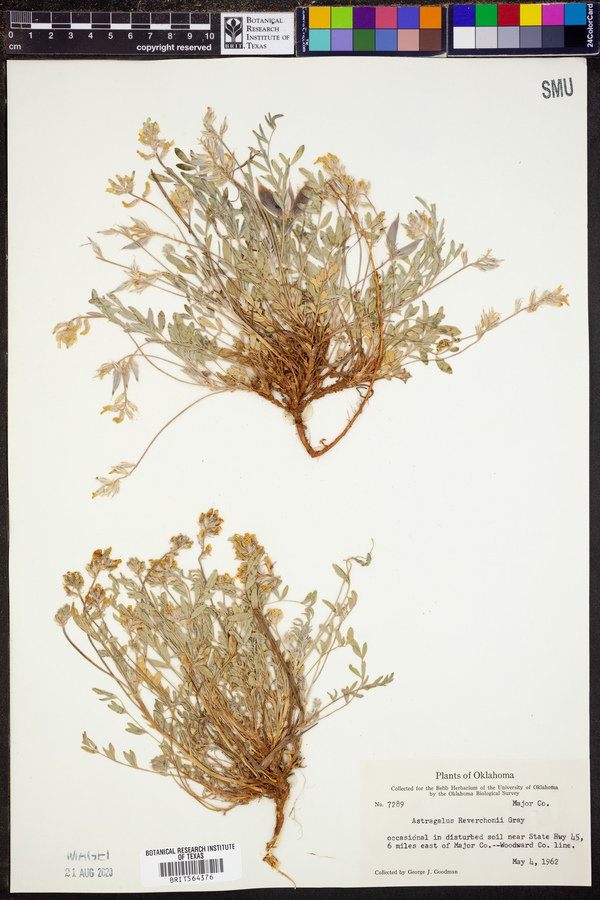 Astragalus lotiflorus image