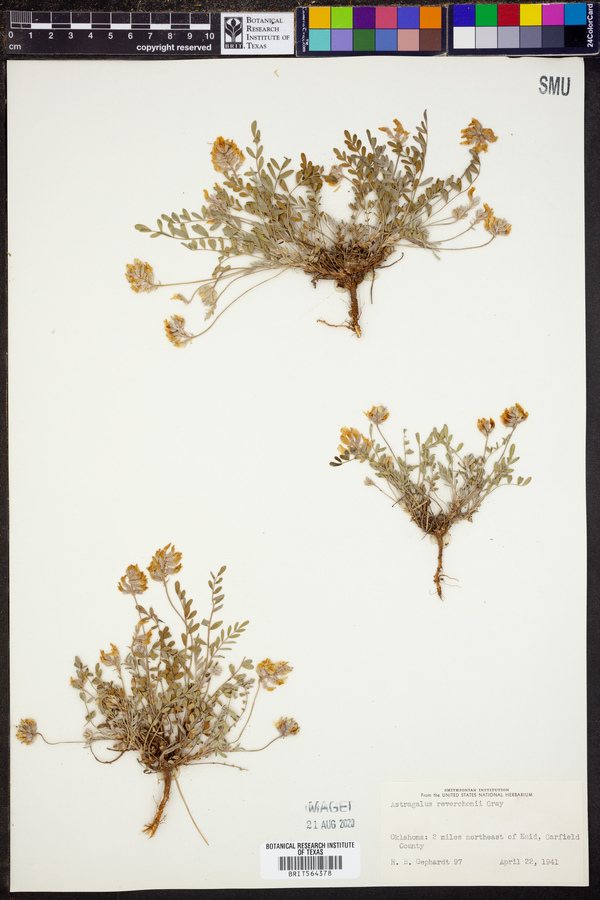 Astragalus lotiflorus image