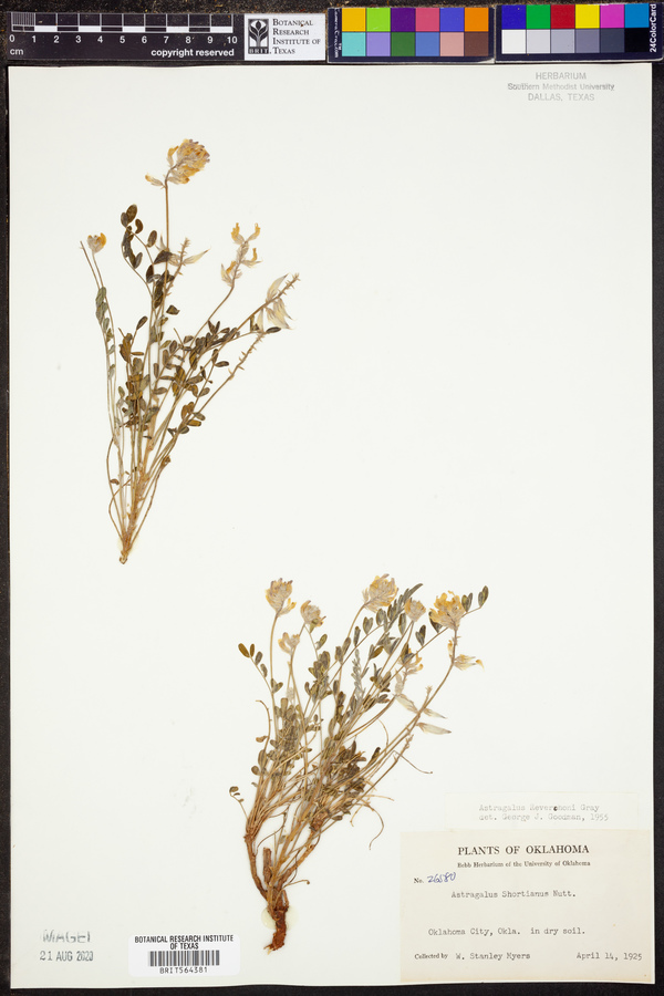 Astragalus lotiflorus image