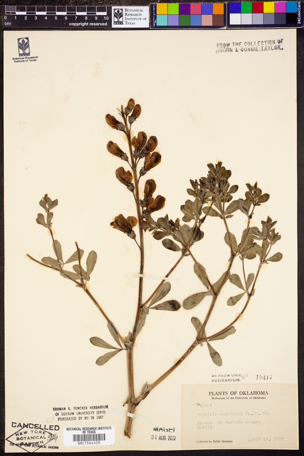 Baptisia australis image