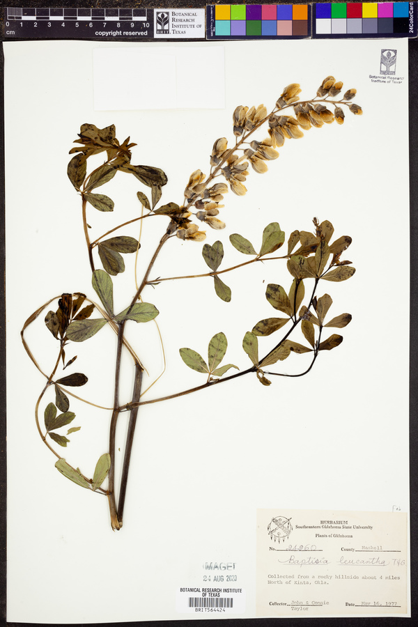 Baptisia alba var. macrophylla image