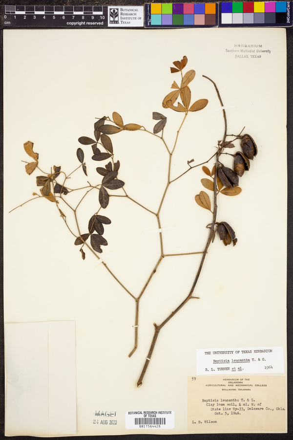 Baptisia alba var. macrophylla image