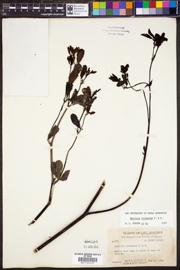 Baptisia alba image