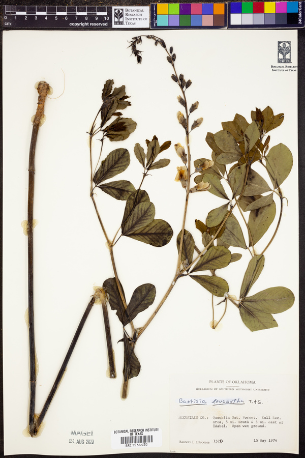 Baptisia alba image