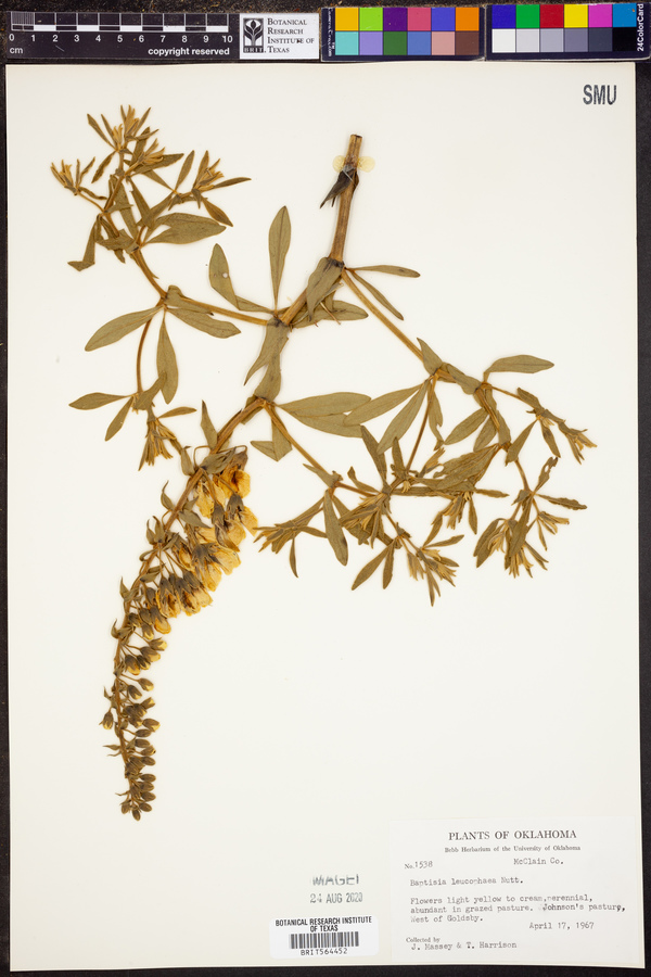 Baptisia bracteata image