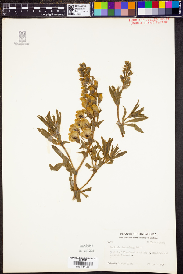 Baptisia bracteata var. leucophaea image