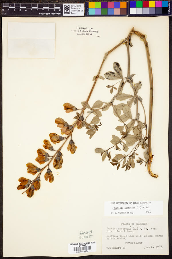 Baptisia australis image