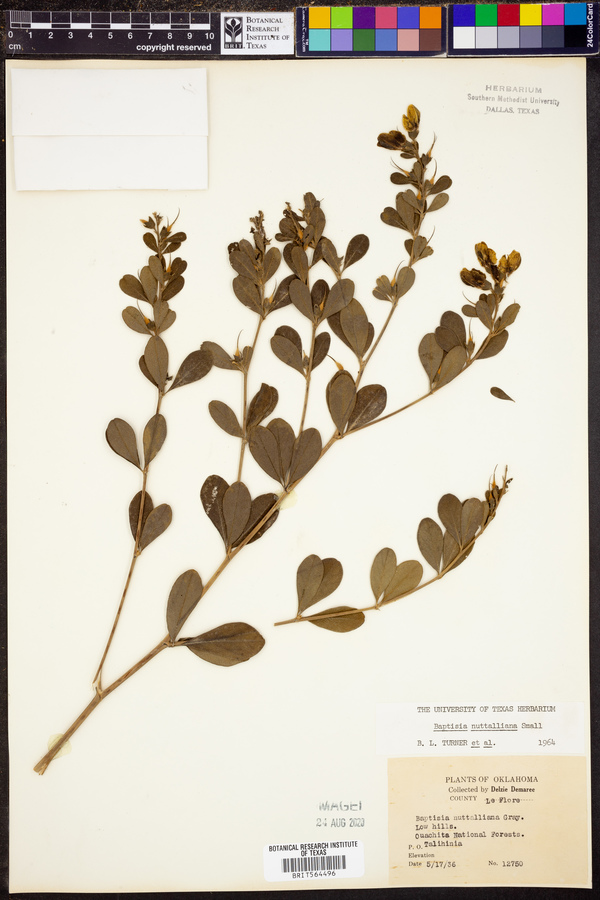 Baptisia nuttalliana image
