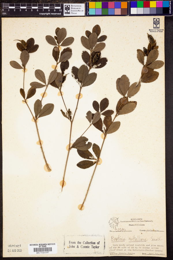 Baptisia nuttalliana image