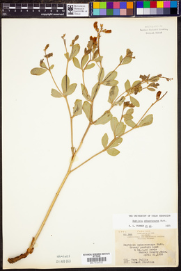 Baptisia sphaerocarpa image