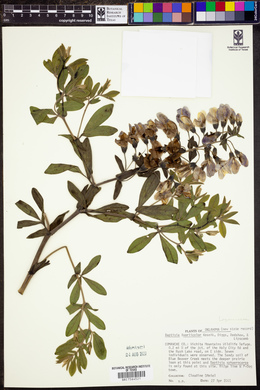 Image of Baptisia x variicolor