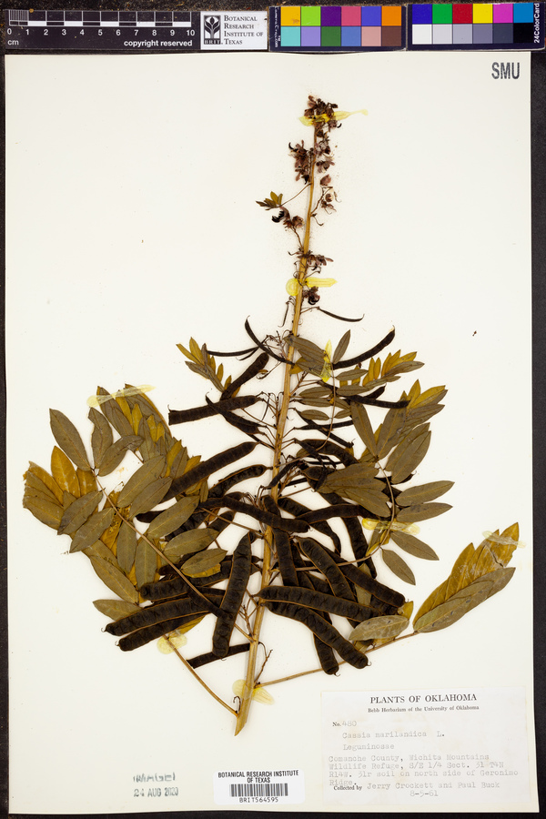 Cassia marilandica image