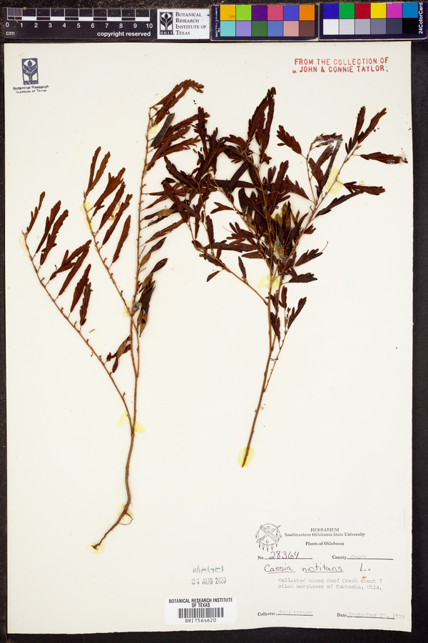 Chamaecrista nictitans ssp. nictitans image