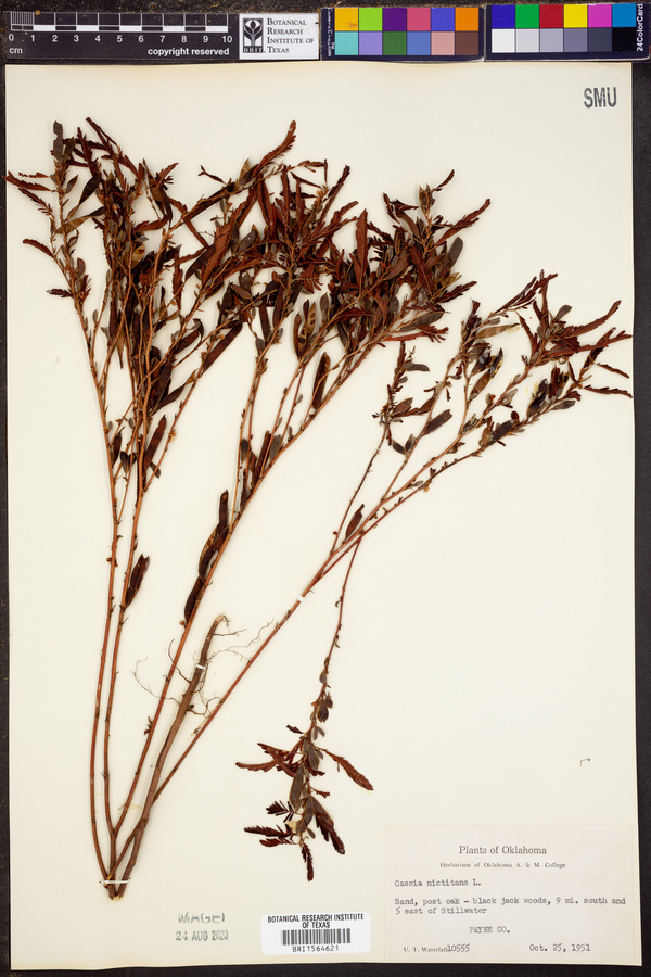 Chamaecrista nictitans ssp. nictitans image
