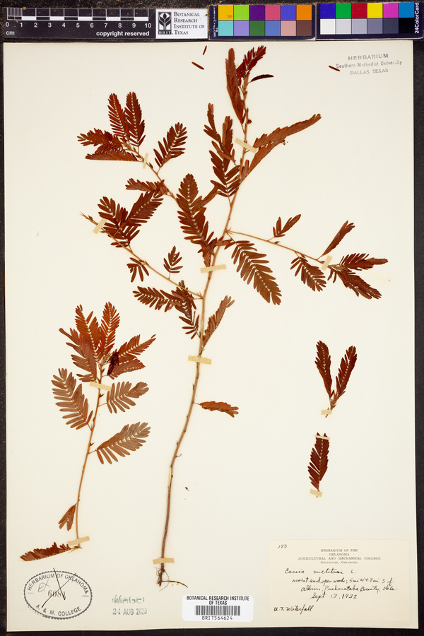 Chamaecrista nictitans ssp. nictitans image