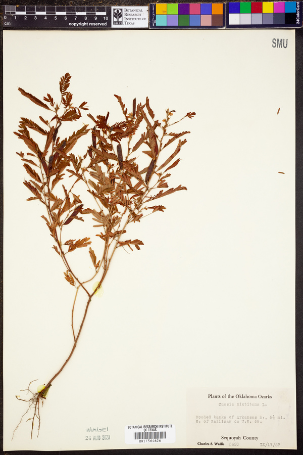 Chamaecrista nictitans ssp. nictitans image