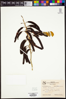 Cassia occidentalis image