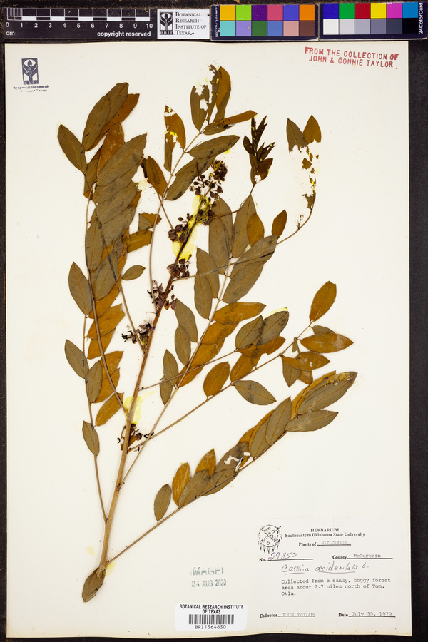 Cassia occidentalis image