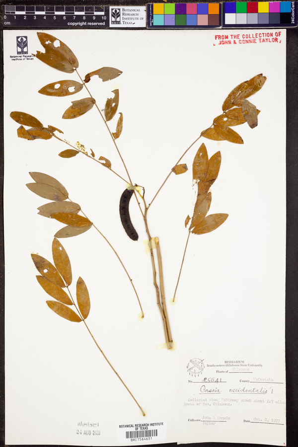 Cassia occidentalis image