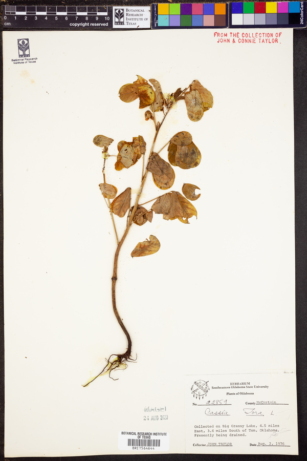 Senna obtusifolia image