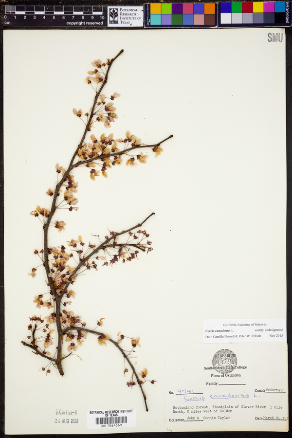Cercis canadensis image