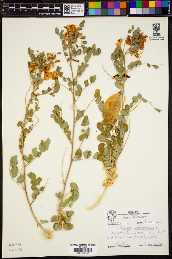 Colutea arborescens image