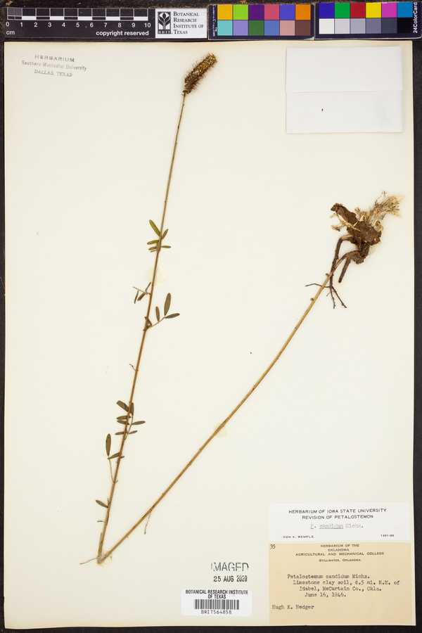 Petalostemon candidum image