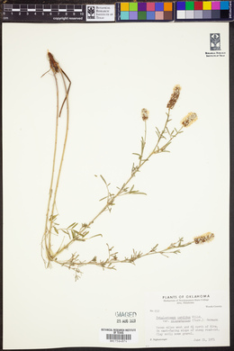 Petalostemon candidum var. oligophyllum image