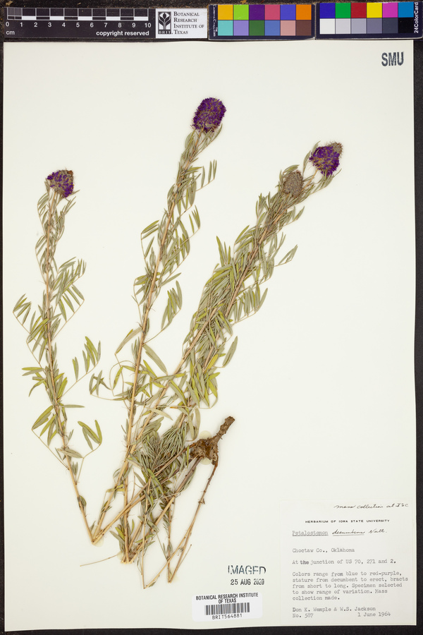 Petalostemon decumbens image