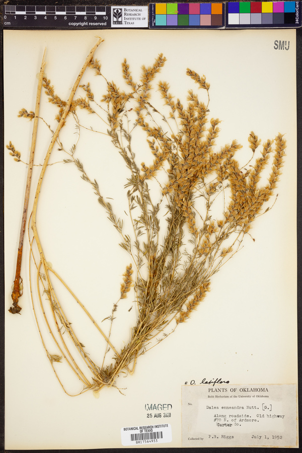 Dalea enneandra image