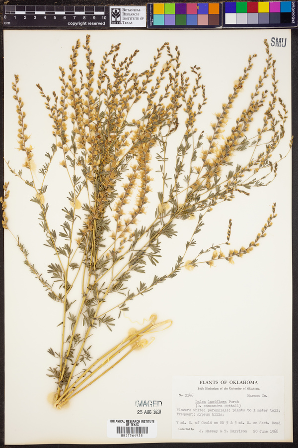 Dalea enneandra image