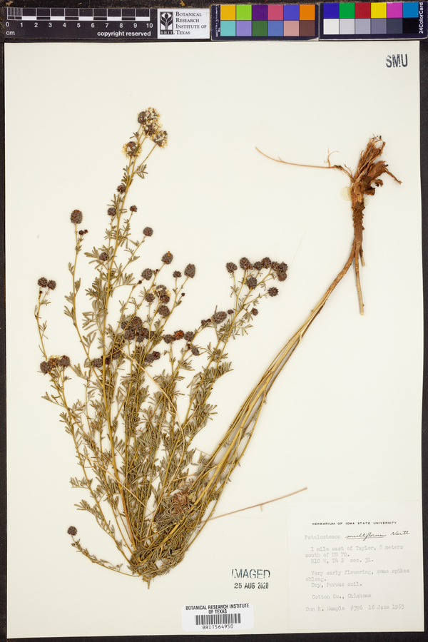 Dalea multiflora image