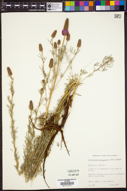 Petalostemon purpureum image