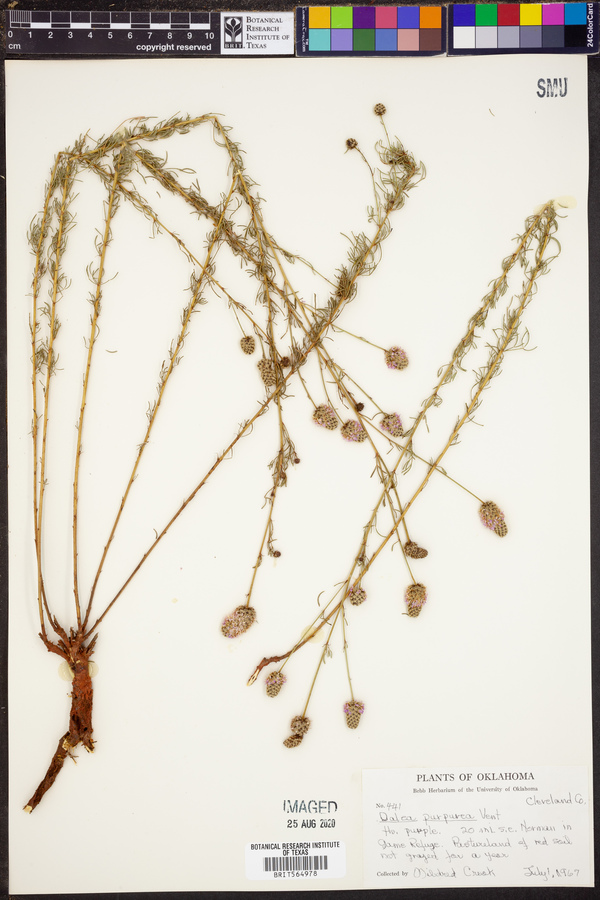 Dalea purpurea image