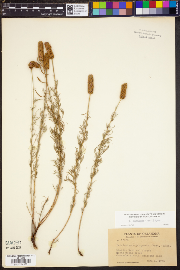 Petalostemon purpureum image