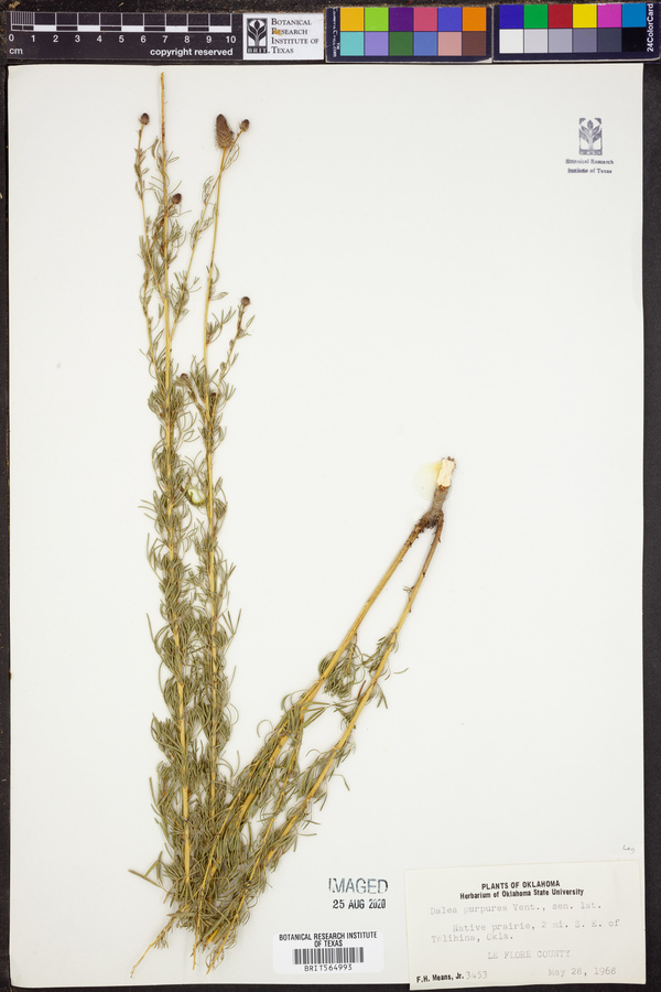 Dalea purpurea image