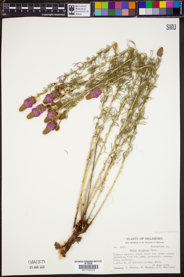 Dalea purpurea image