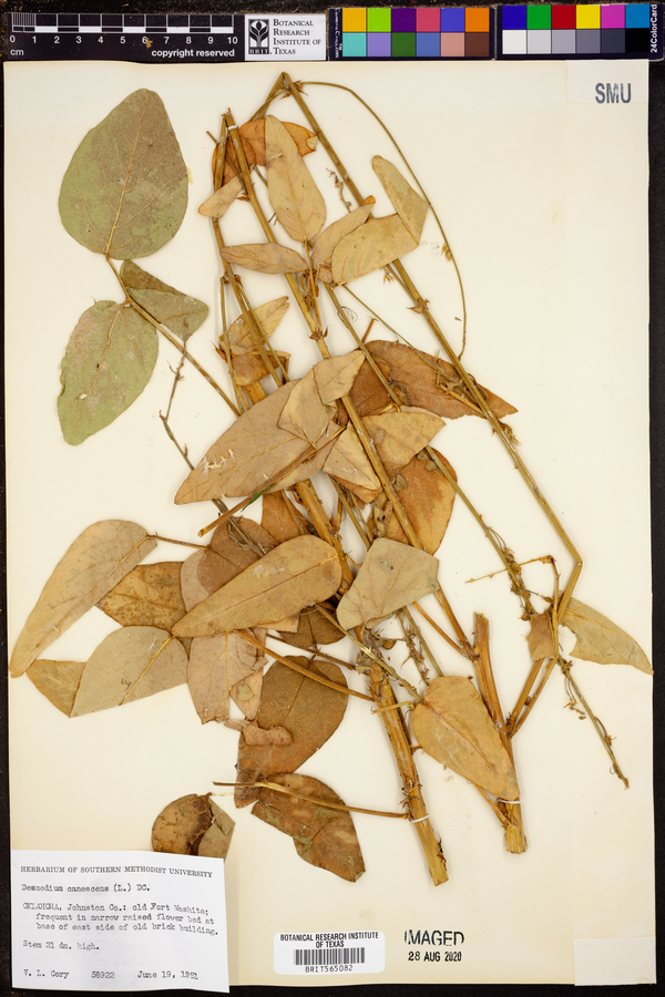 Desmodium canescens image