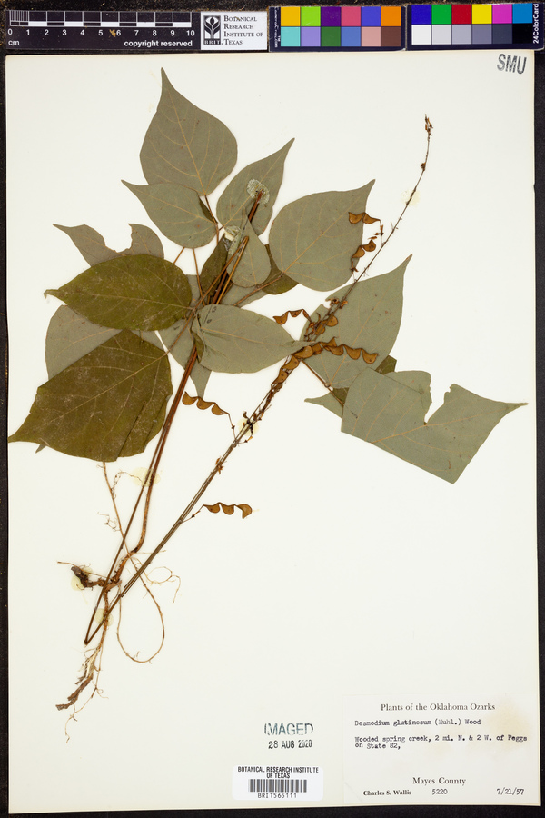 Desmodium glutinosum image