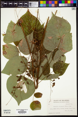 Hylodesmum glutinosum image