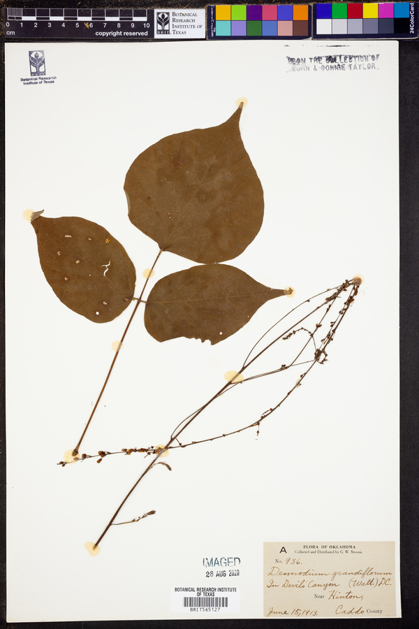 Desmodium grandiflorum image