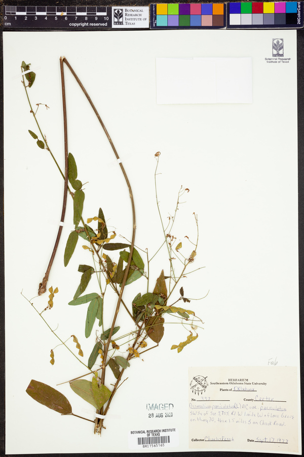 Desmodium paniculatum image