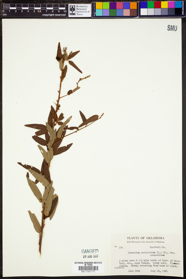 Desmodium paniculatum var. paniculatum image
