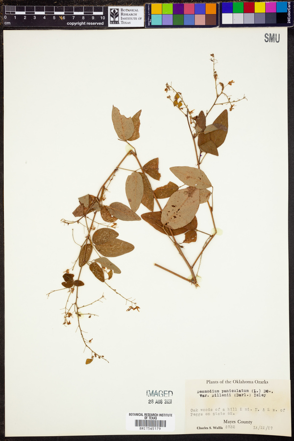 Desmodium perplexum image