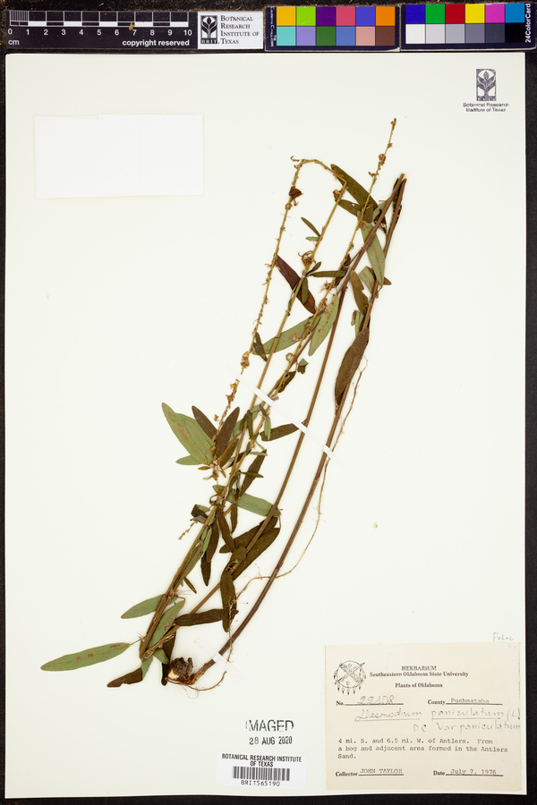 Desmodium paniculatum var. paniculatum image