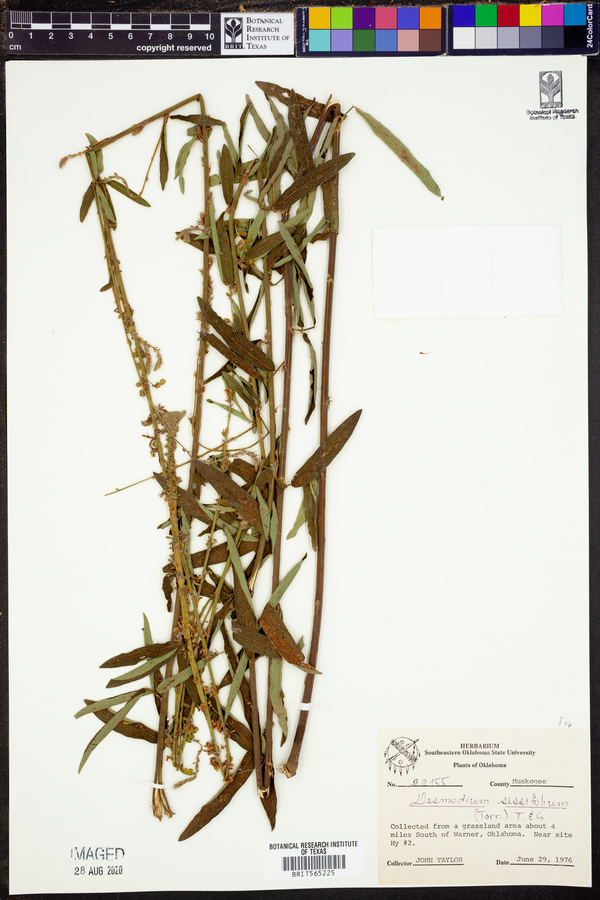 Desmodium sessilifolium image