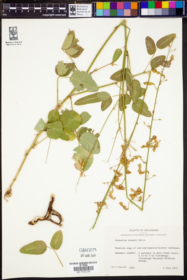 Desmodium tweedyi image