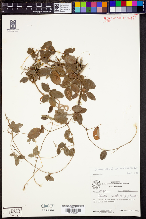 Galactia volubilis image