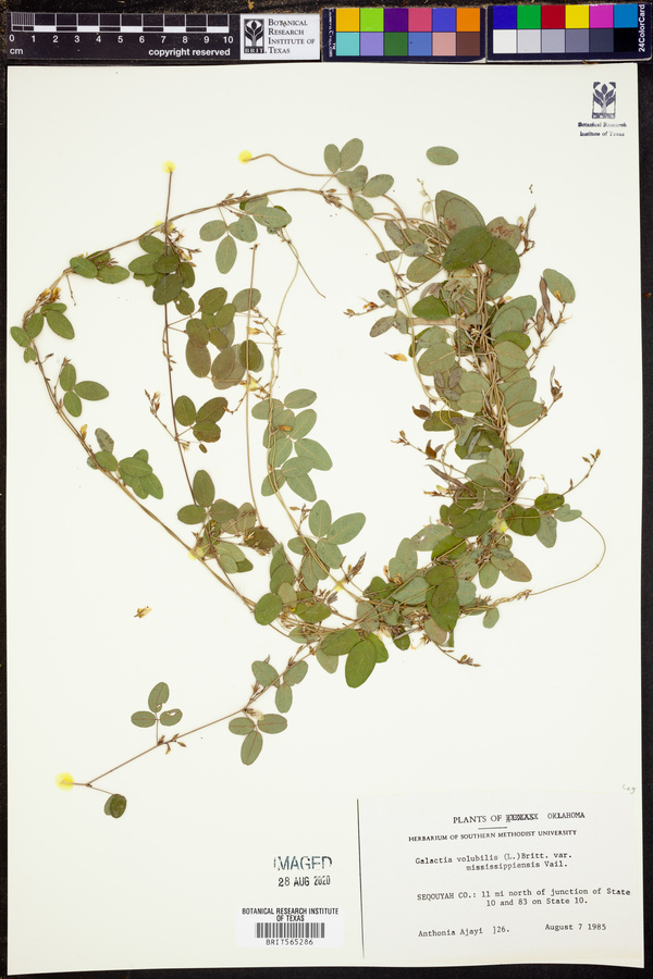 Galactia volubilis image